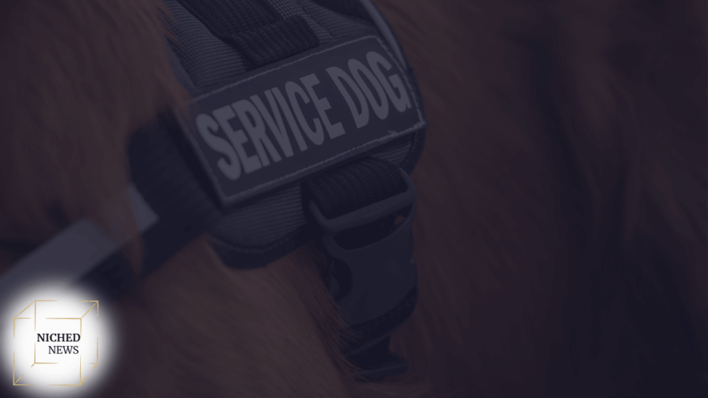 service dog harness closeup on working animal